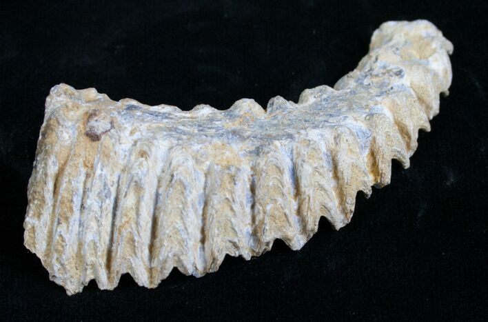 Cretaceous Fossil Oyster (Rastellum) - Madagascar #4920